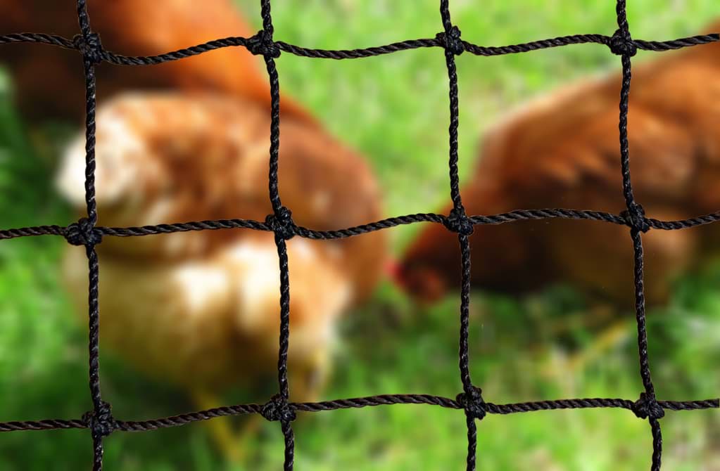 Geflügelpest: Warum Netze ein wirksamer Schutz für Ihr Geflügel sind Geflügelpest: Warum Netze ein wirksamer Schutz für Ihr Geflügel sind