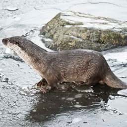 Afficher les articles de la catégorie Protection des loutres pour verveux Images de la catégorie Protection des loutres pour verveux